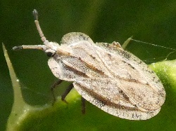 Tingidae